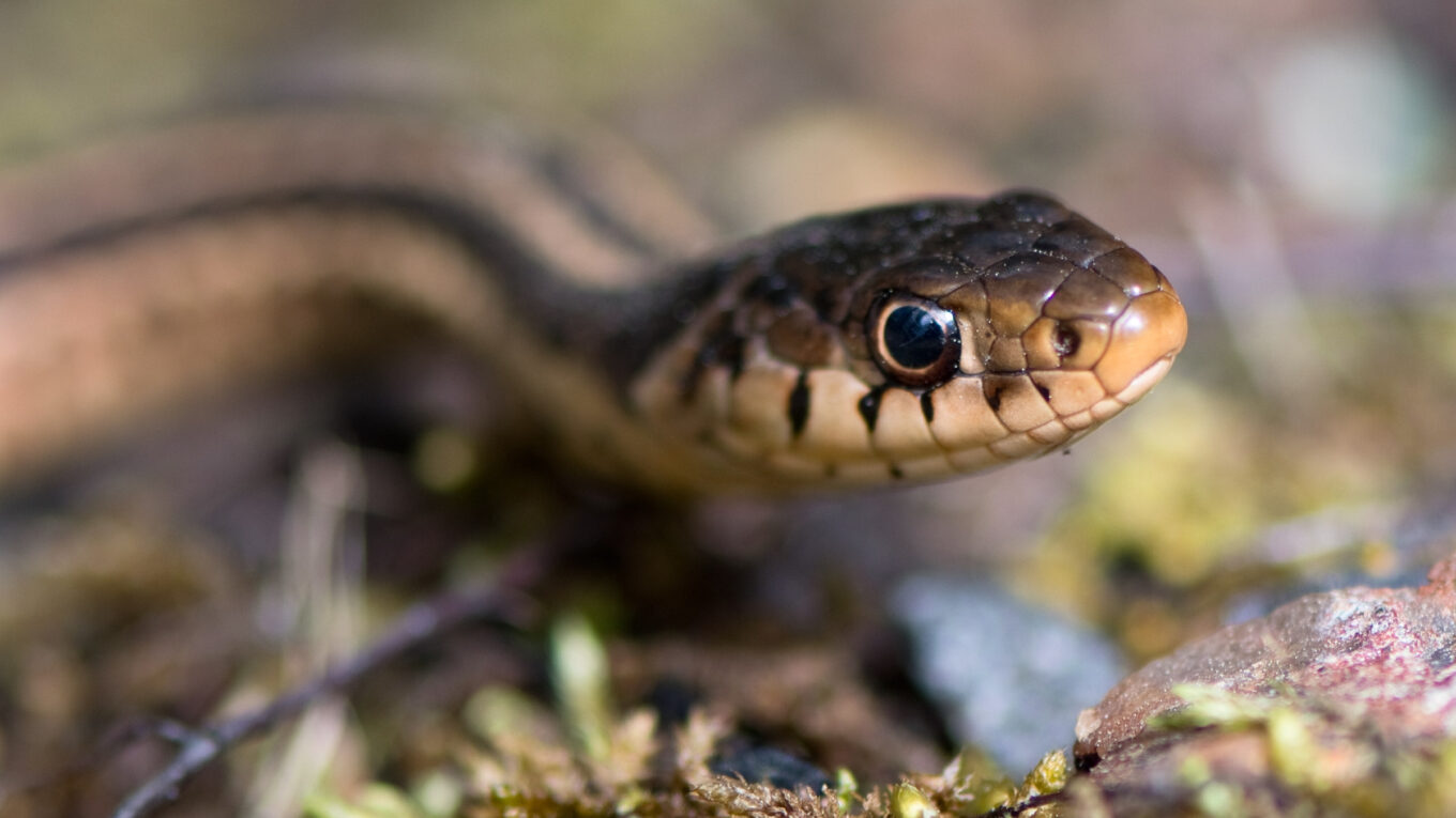 puxada da cobra