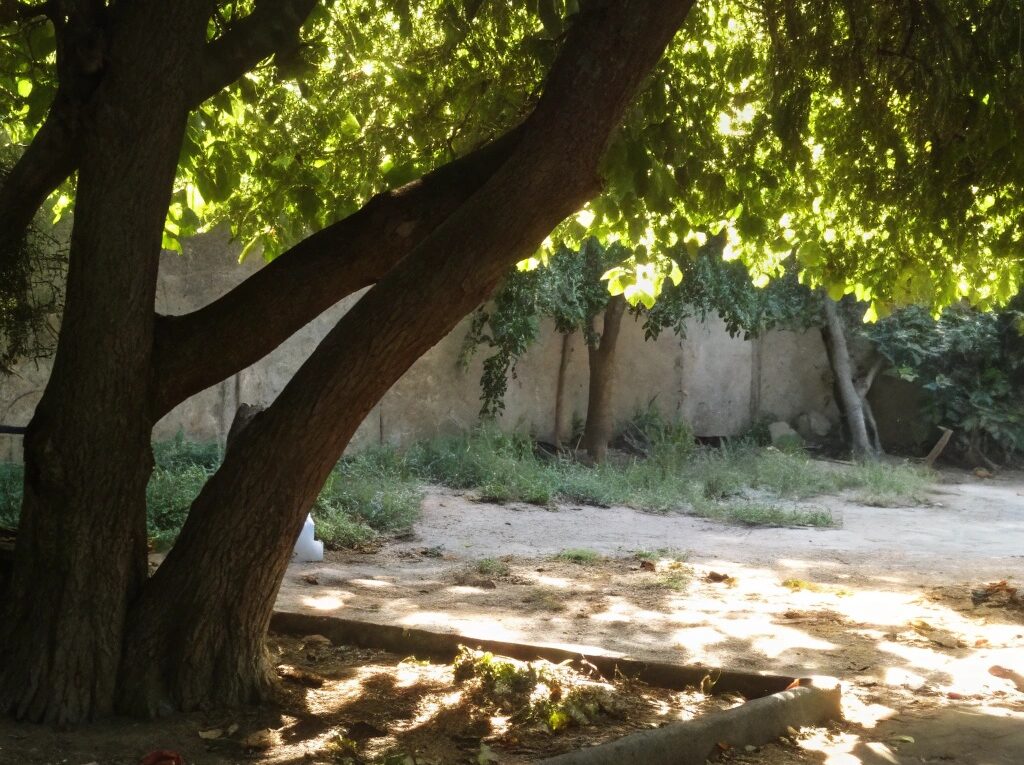 Cão descansando sob uma árvore em um dia quente, com uma tigela de água ao lado.