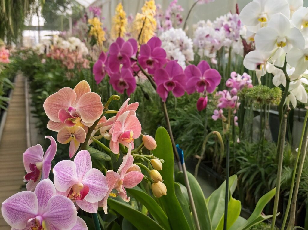 Jardim de orquídeas exuberante e vibrante com flores totalmente desabrochadas, mostrando uma variedade de cores e espécies, sob luz natural suave.