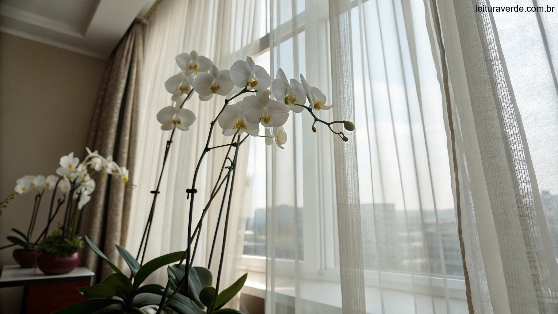 Cena interna com orquídeas próximas a uma janela com cortinas leves deixando a luz entrar.