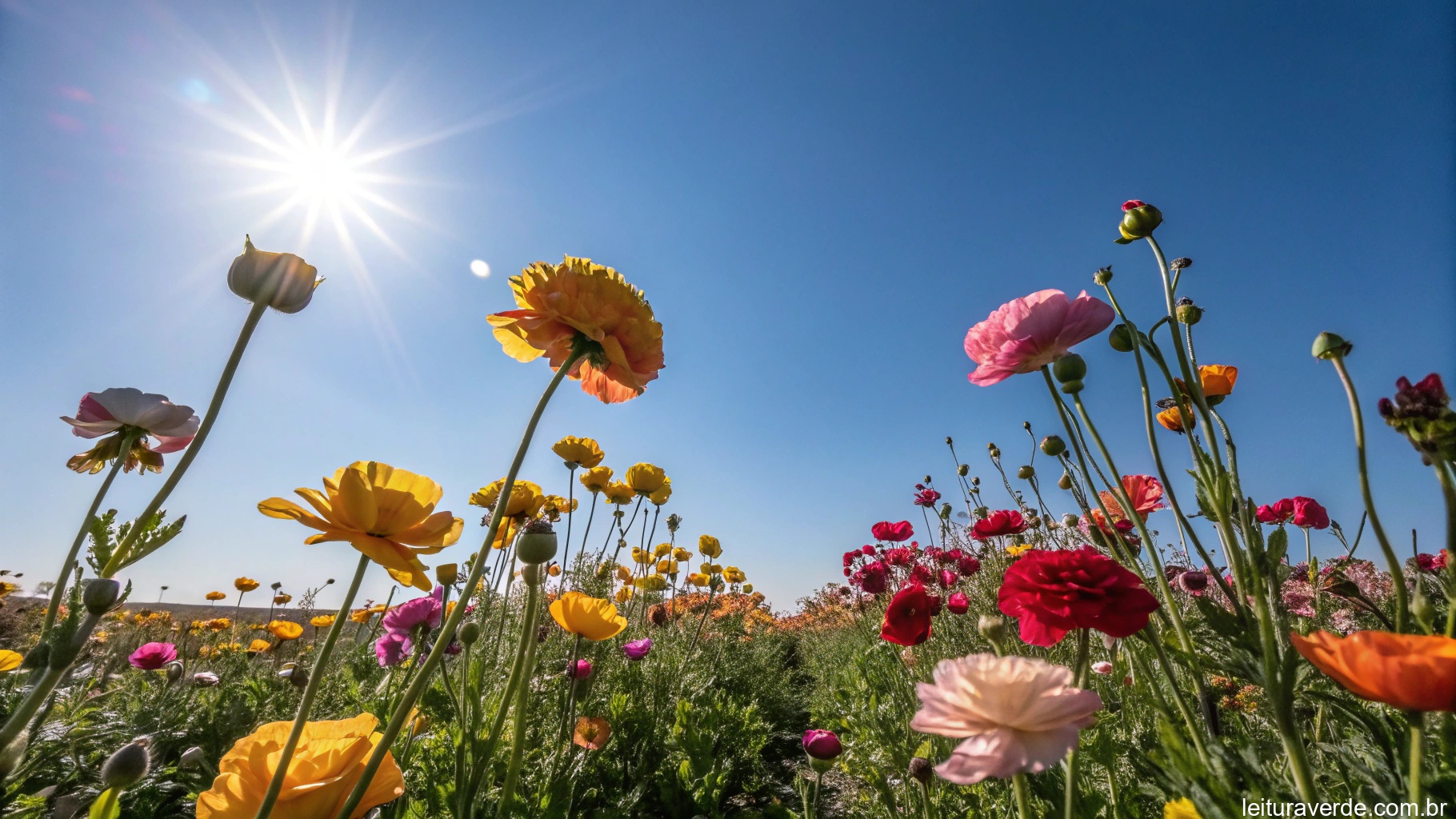 Um campo vibrante de flores sob um céu azul claro, com o sol brilhando intensamente, simbolizando inspiração e um novo começo para o dia