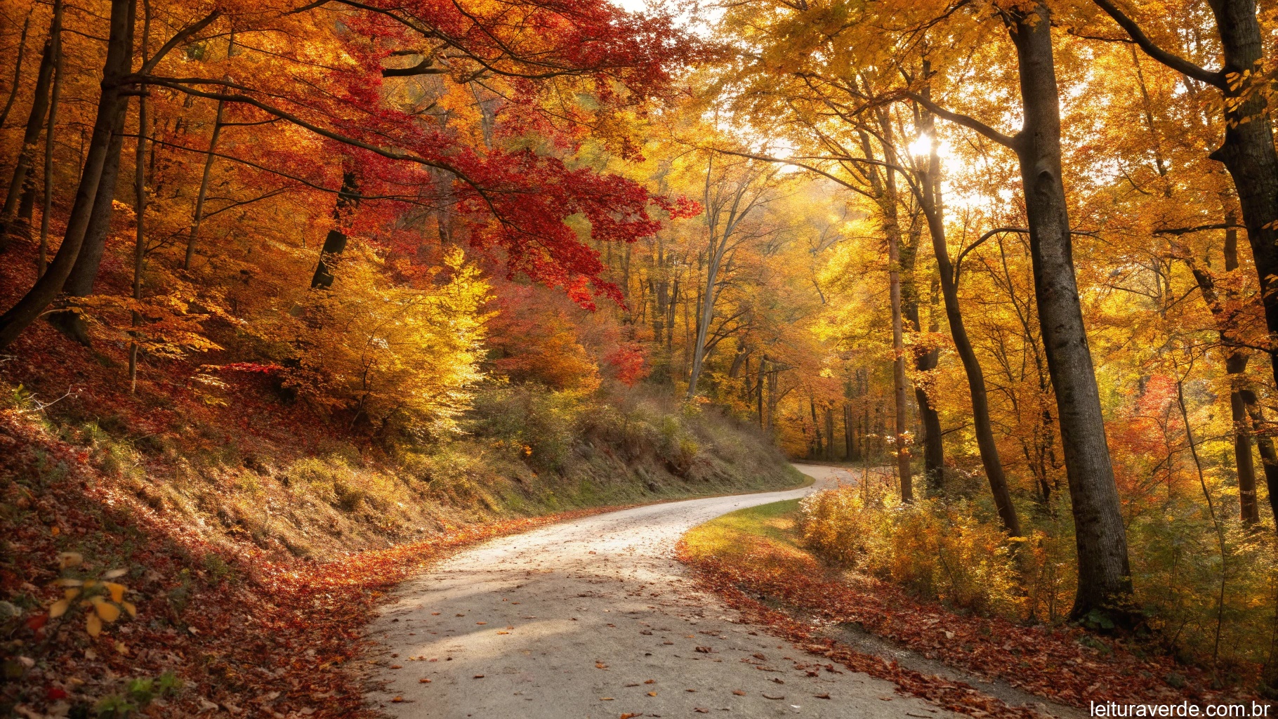 Um caminho sinuoso através de uma floresta outonal colorida, com a luz do sol filtrando pelas árvores